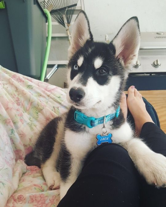 傻傻分不清?一分钟教你分辨出真正的二哈!