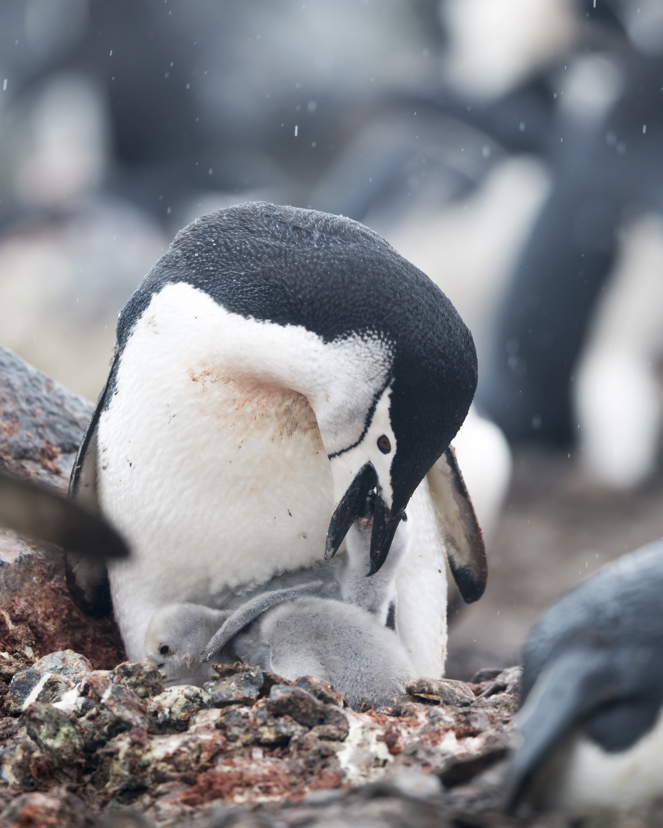 南极的主人～～帽戴企鹅(一)