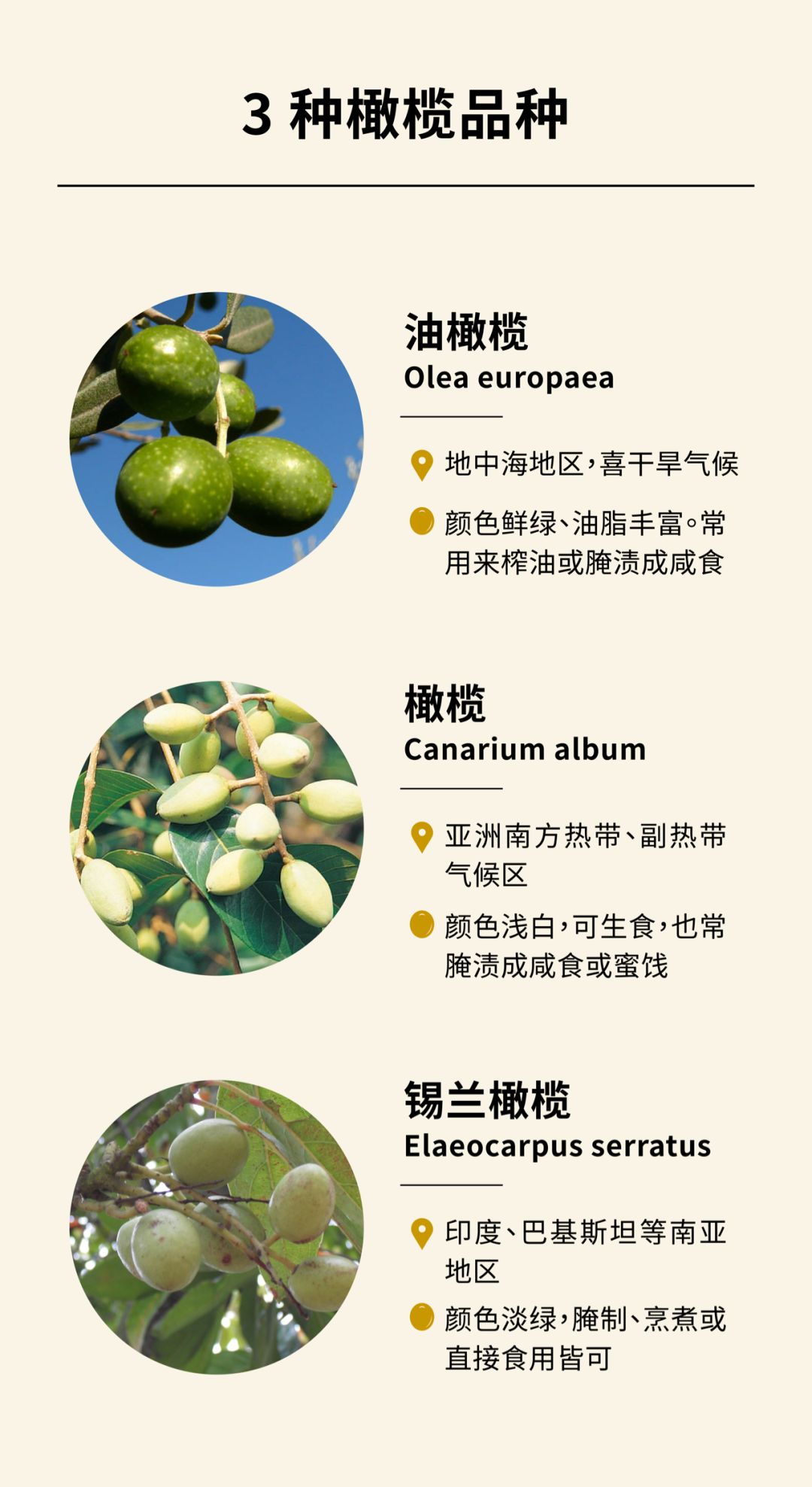 橄榄的种类及特点图解图片