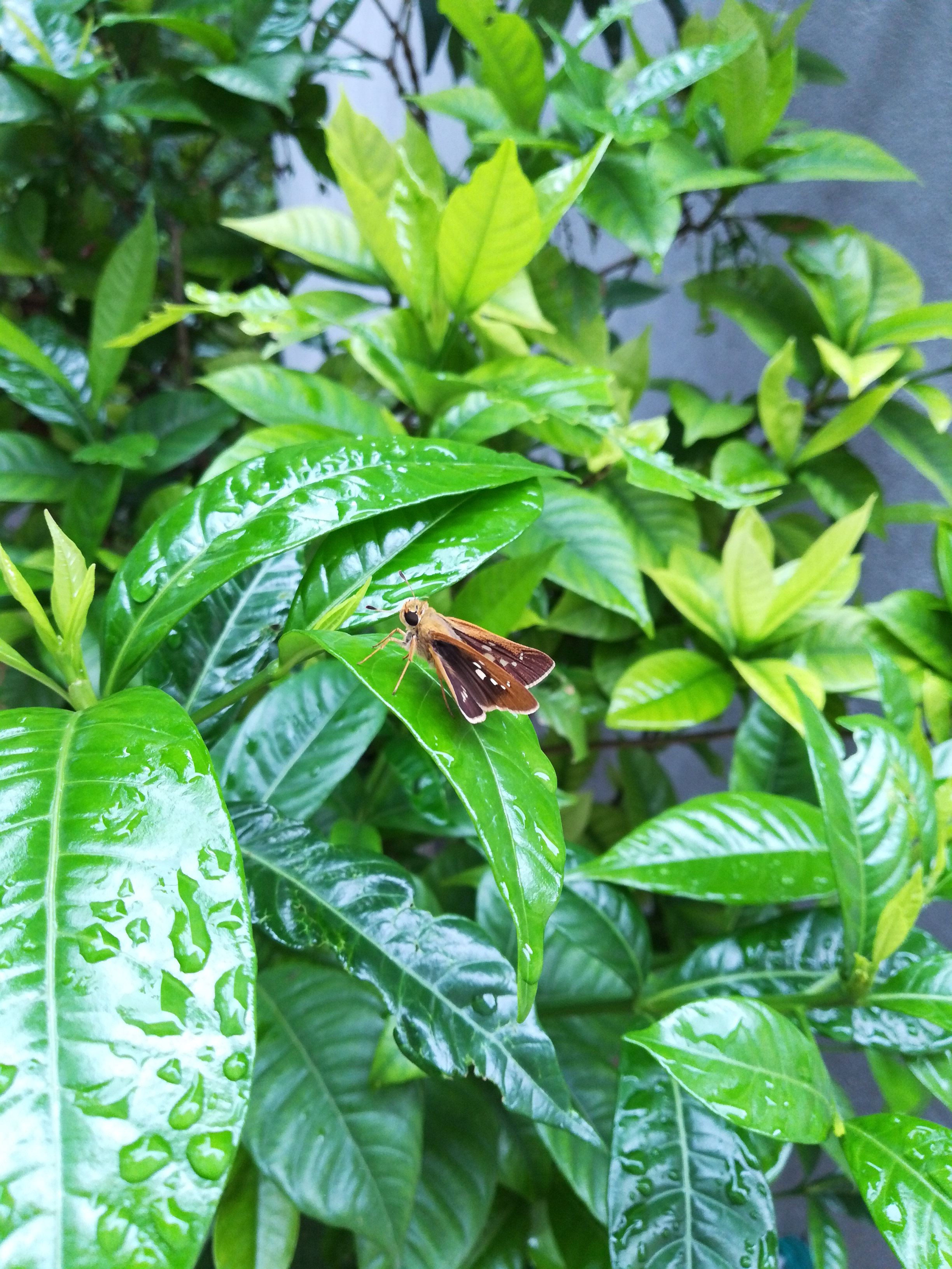 生活美拍花草集之绿意盎然