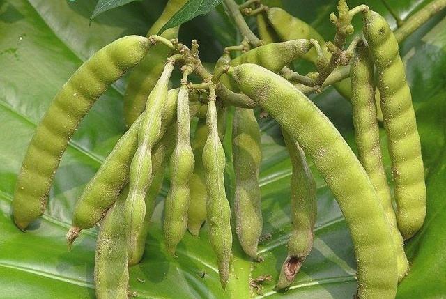 农村解渴的白地瓜,从国外引入,虽有毒,但还是只有一种结局!