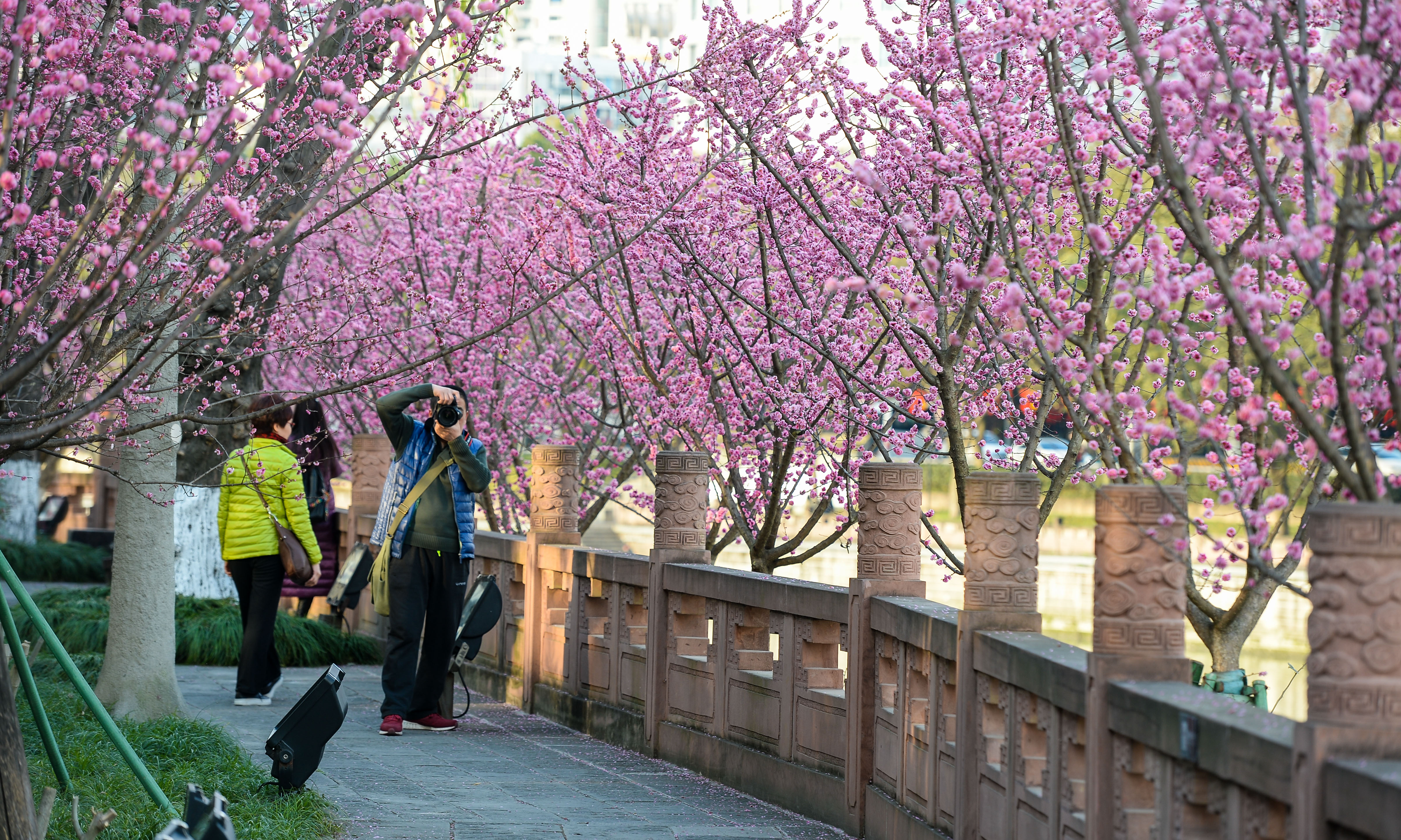 美图洗眼睛!望江楼公园有条800米观花长廊 阳光下满目春色