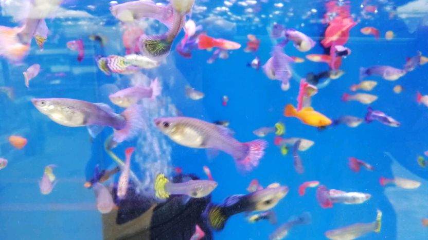 看懂了孔雀鱼下小鱼的三个征兆,两年之内十条变千条不是梦