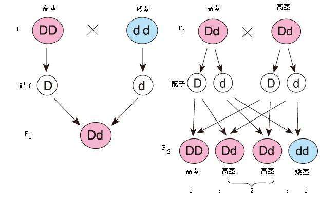 孟德尔第一定律图片