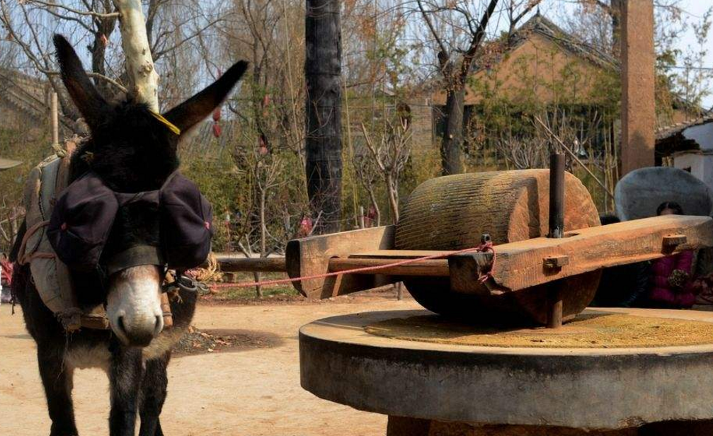 从古至今为何都用驴拉磨,不用马和牛,说出来你恐怕不相信