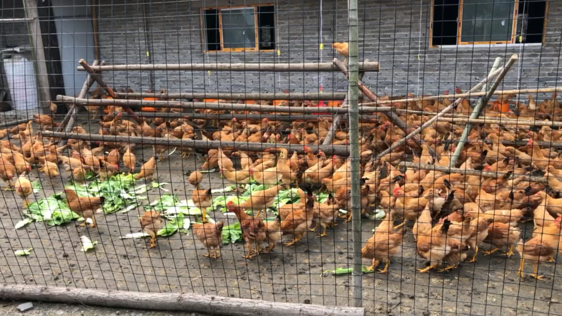 给鸡舍加了个设备,全网应该没人这样做,今天会有多少人说我作秀