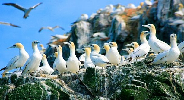 西沙群岛鸟天下图片