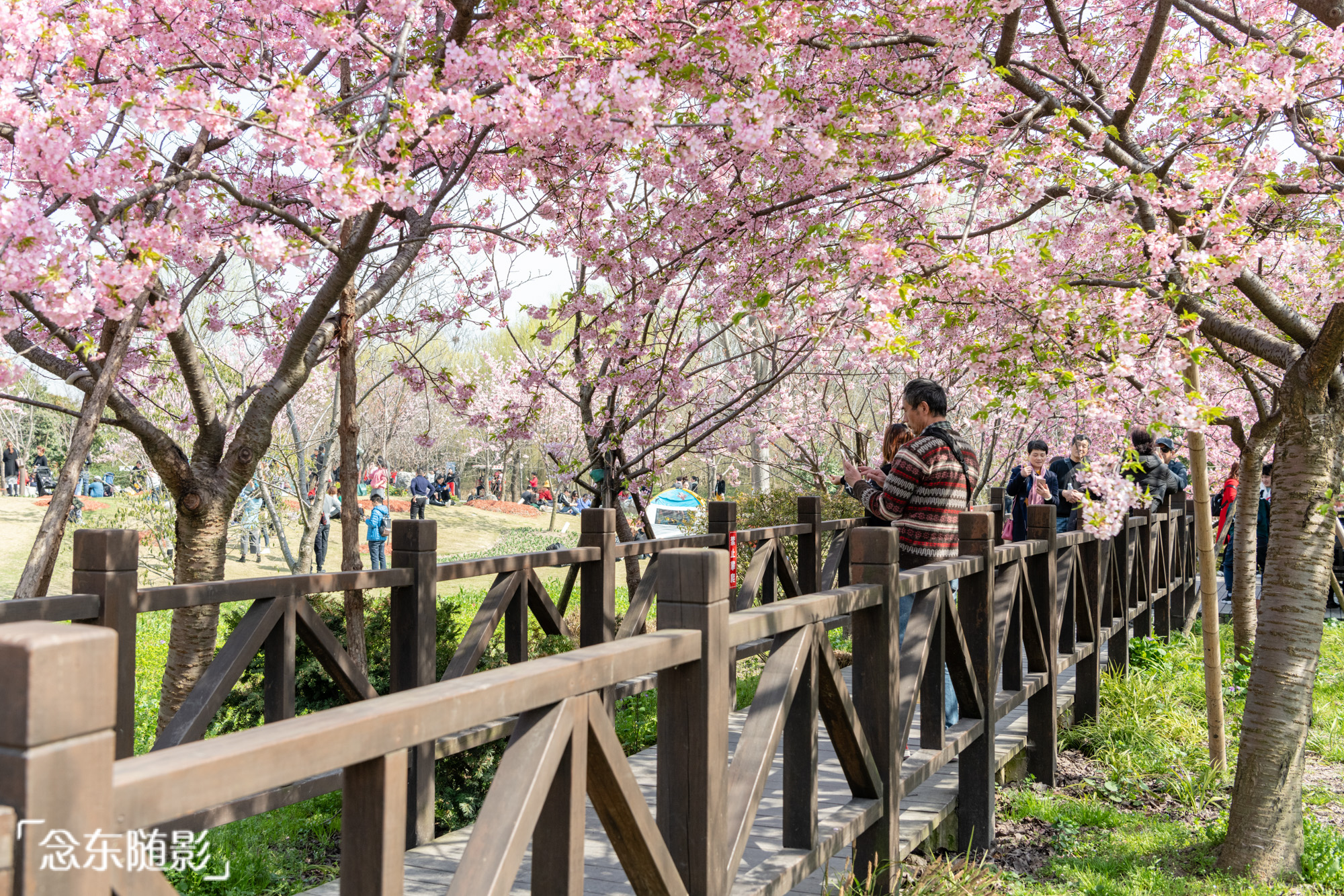 樱花开了!上海顾村公园繁花满枝头,赏樱好去处