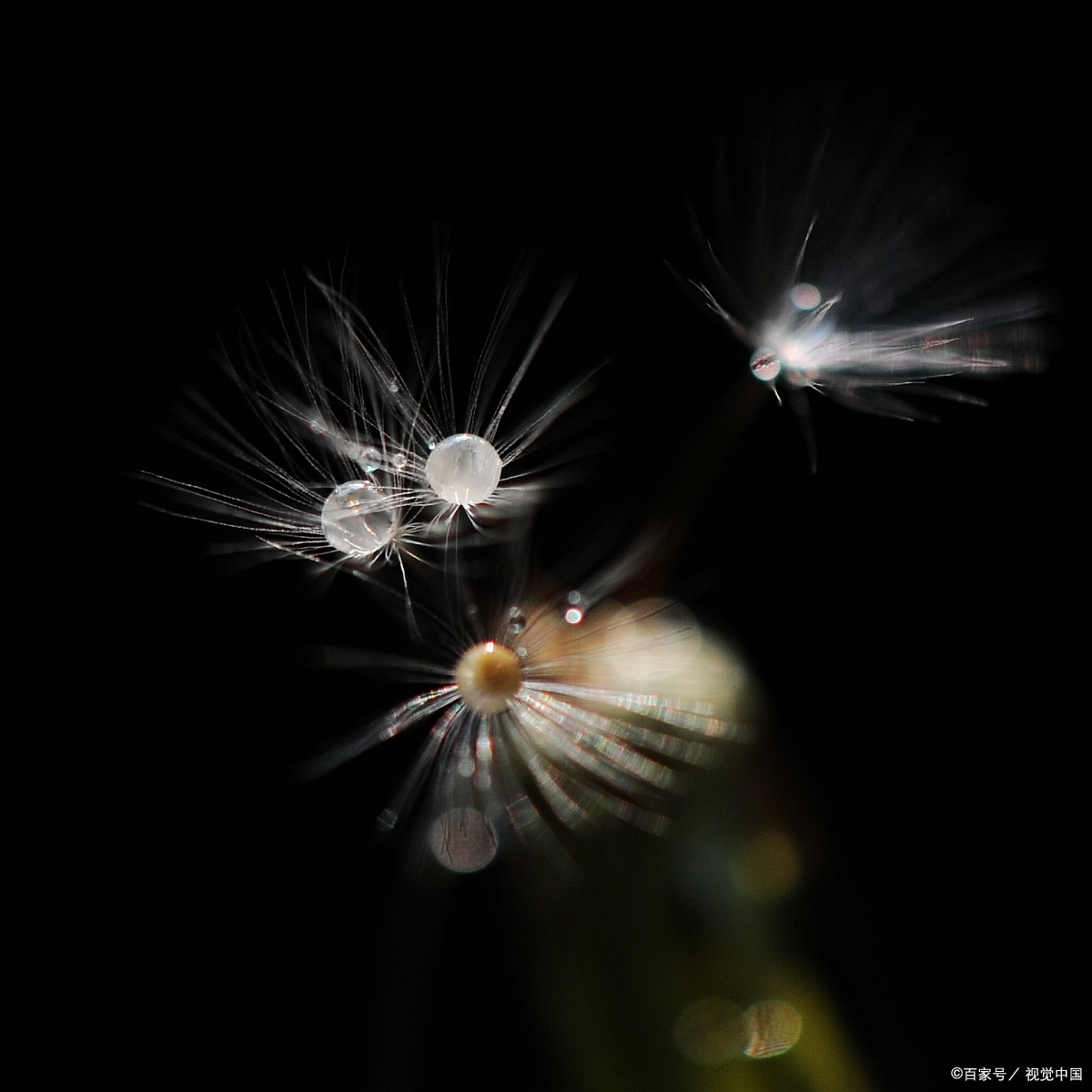 蒲公英飞絮(诗歌)