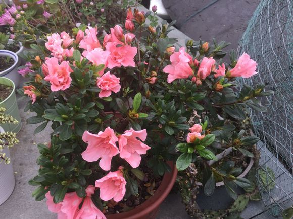 小桃红杜鹃花开了,大家觉得好看吗?来分享下杜鹃盆栽养护心得!