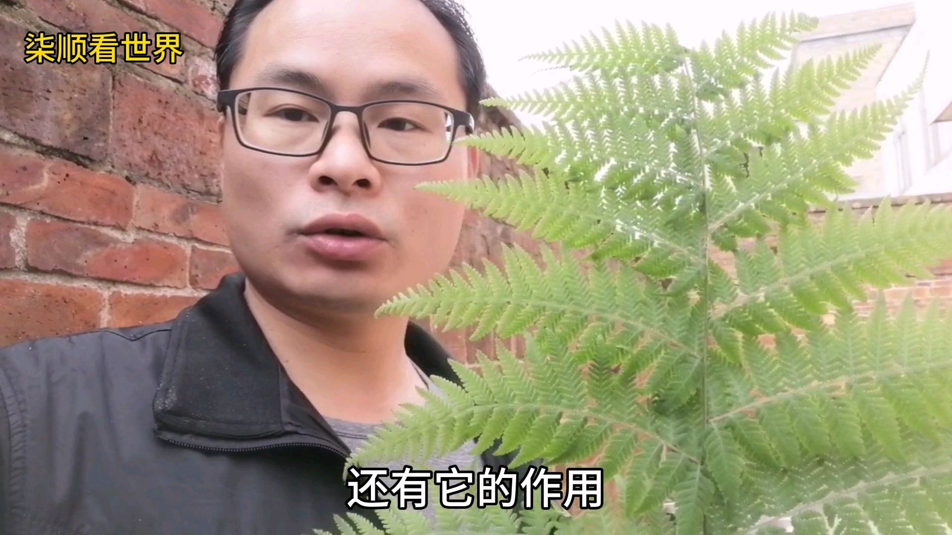 原来农村里经常看到的草作用这么大,你们那里这种草吗,金星草