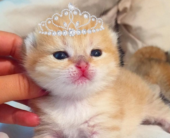 小奶猫的睡姿太萌了,猫控们的大福利来了!