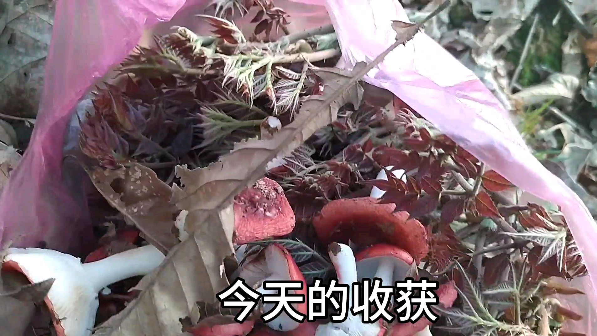 摘刺龙芽加红菇子,满满的一袋子。真是太爽了!