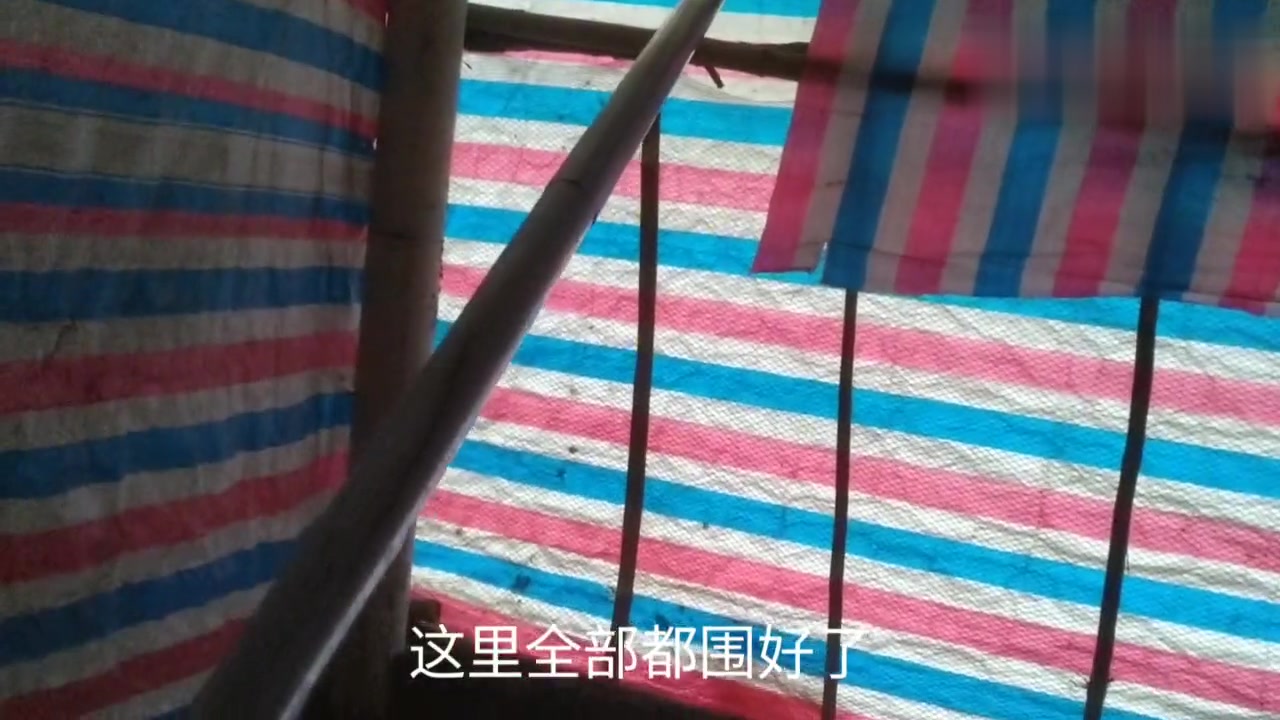 搭建快一个月鸡棚 小鸡苗温室终于做好了 看看我是怎么做的