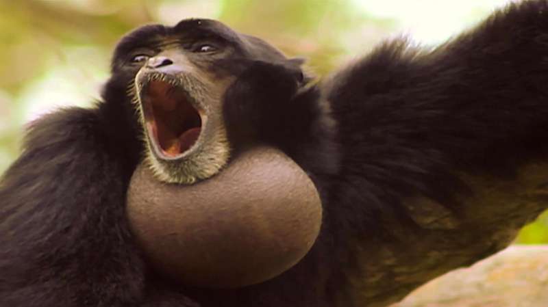 吼猴是世界上叫声最大的动物之一以雷鸣般吼叫捍卫领地