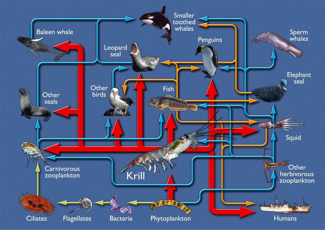 水生动物食物链图片