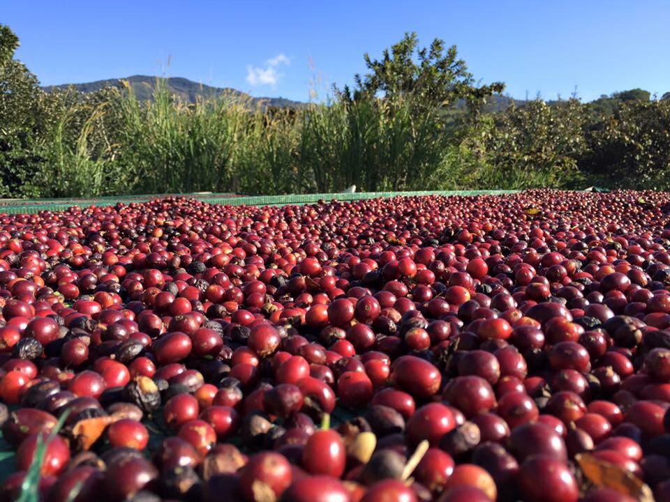 卡杜拉日晒咖啡豆-八斗麦咖啡