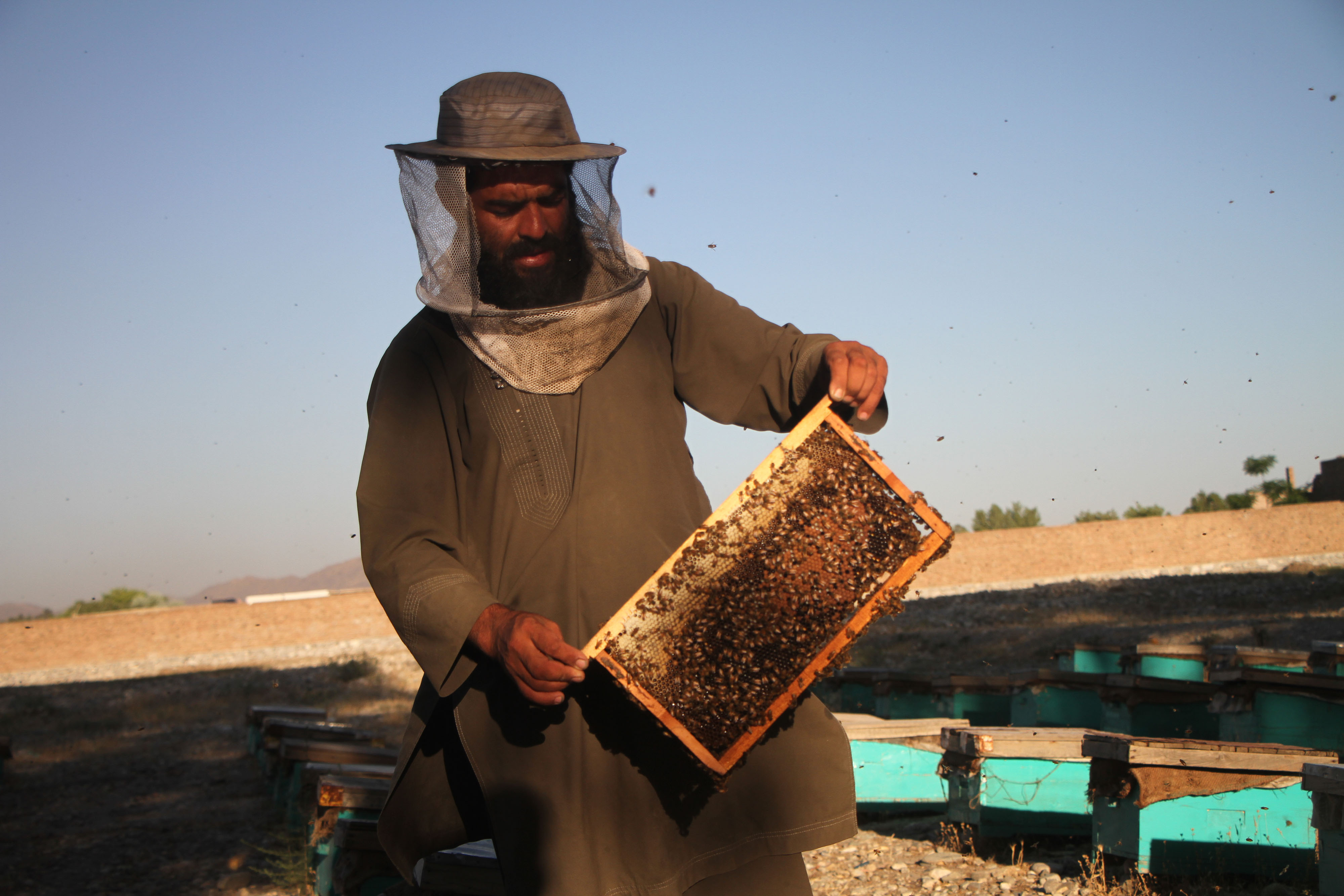 阿富汗的养蜂人