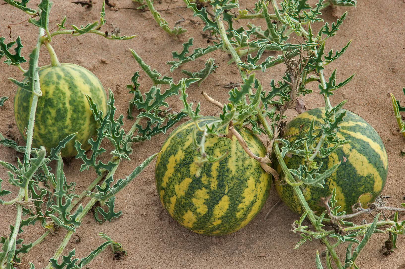 在沙漠里看到这种西瓜,千万不要好奇去采摘它,不然会有生命危险