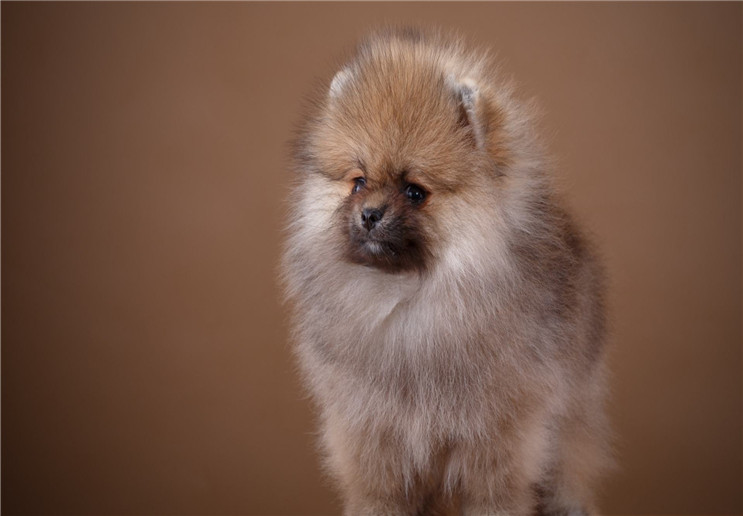 外表像棉花糖的博美犬缺点这么多!细数博美犬的五大缺点