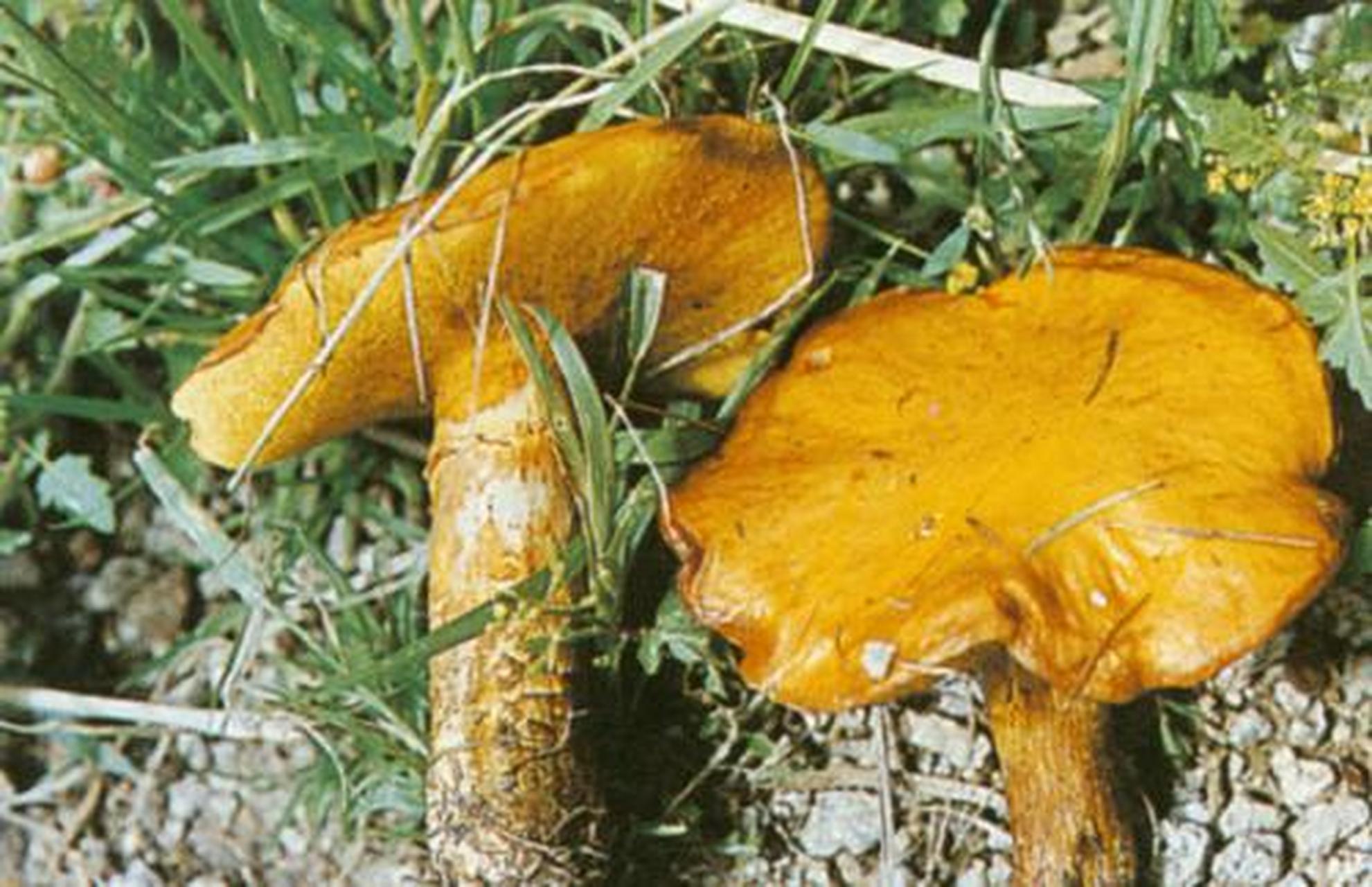 科普知识竞赛#【科普小知识】黄粘盖牛肝菌:实体一般较小.