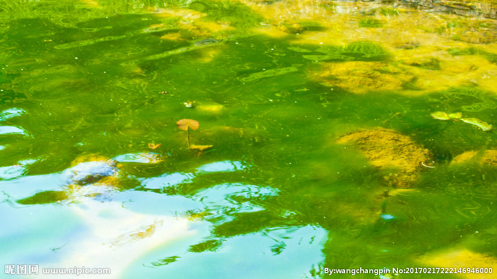 鱼塘青苔频发,从这4个方面入手,解决根本问题?