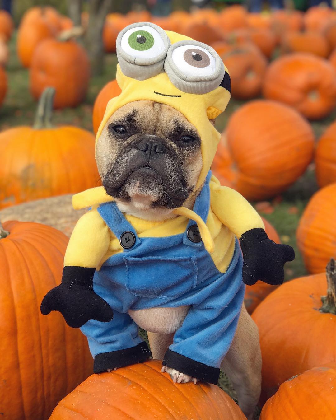 法国斗牛犬奇葩造型,你喜欢这种丑萌小可爱吗?