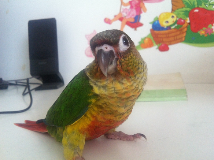 黄边小太阳鹦鹉简介