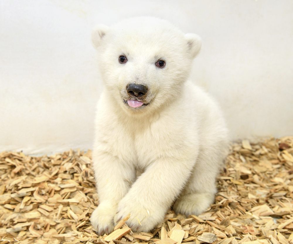 这只北极熊幼崽出生于2018年12月1日    新华社/美联