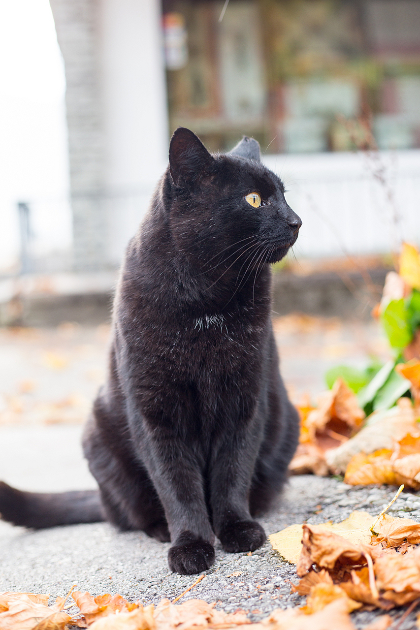 [原文:喂养"黑金渐层"品种猫的.