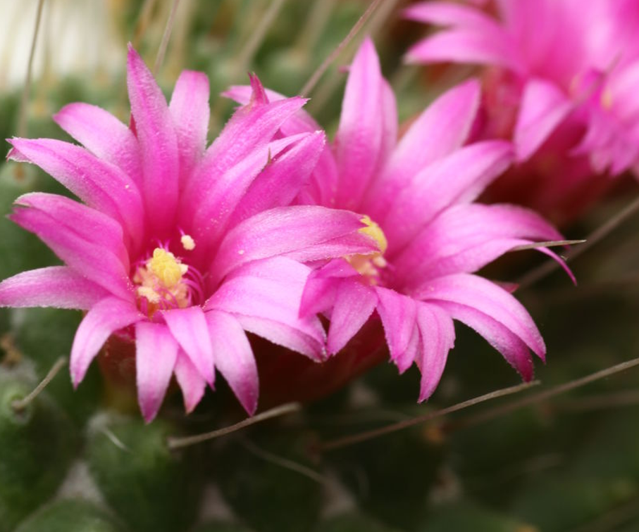 肉肉很萌很可爱,它们的花更有着一种别样的美,总有一张惊艳到你