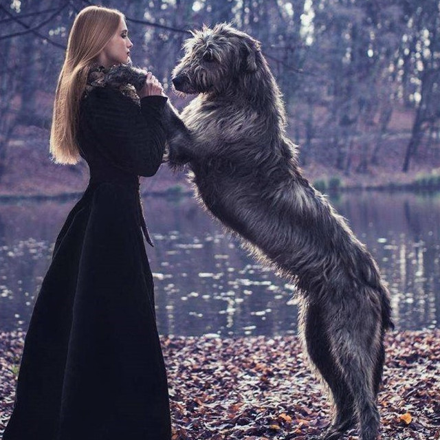 top9. 苏格兰猎鹿犬