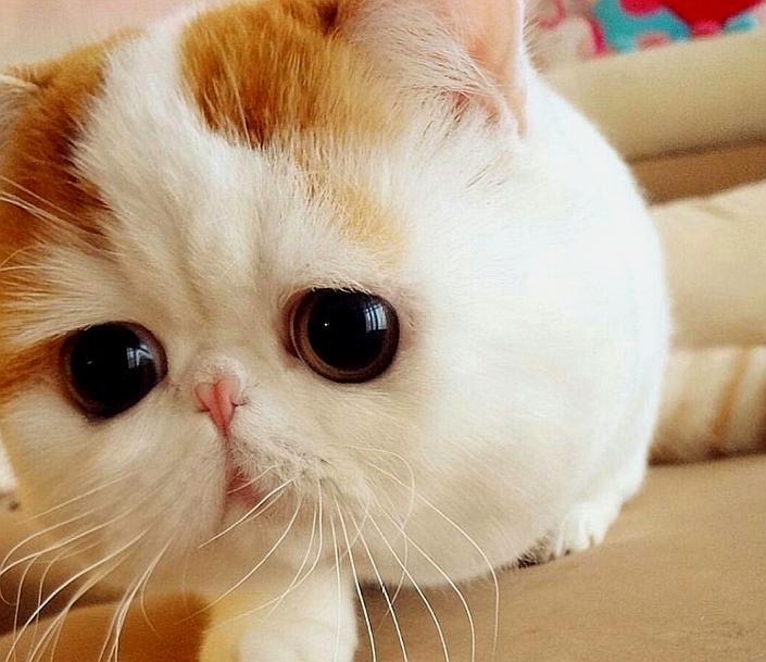 短毛波斯猫独特的可爱表情与圆滚滚的体型,很招人喜欢
