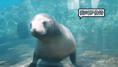 萌化你的心!荔直播让海狮海豚告诉你更多海底秘密
