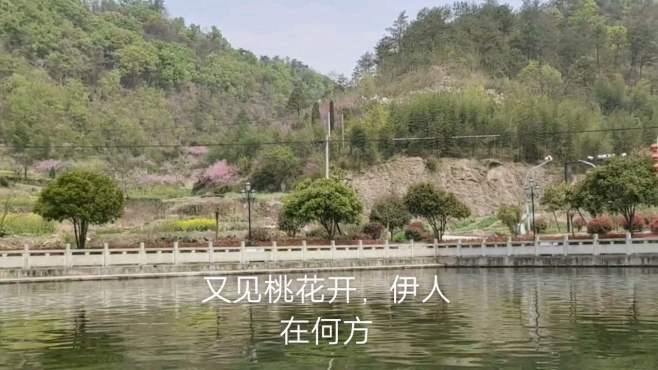 [图]又见桃花开，伊人在何方