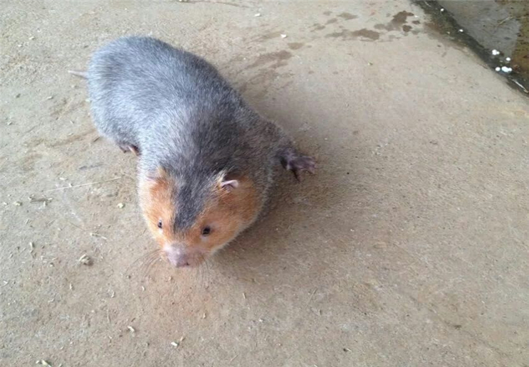 竹鼠的幼仔,要怎么样来饲养?管理过程中要注意什么?