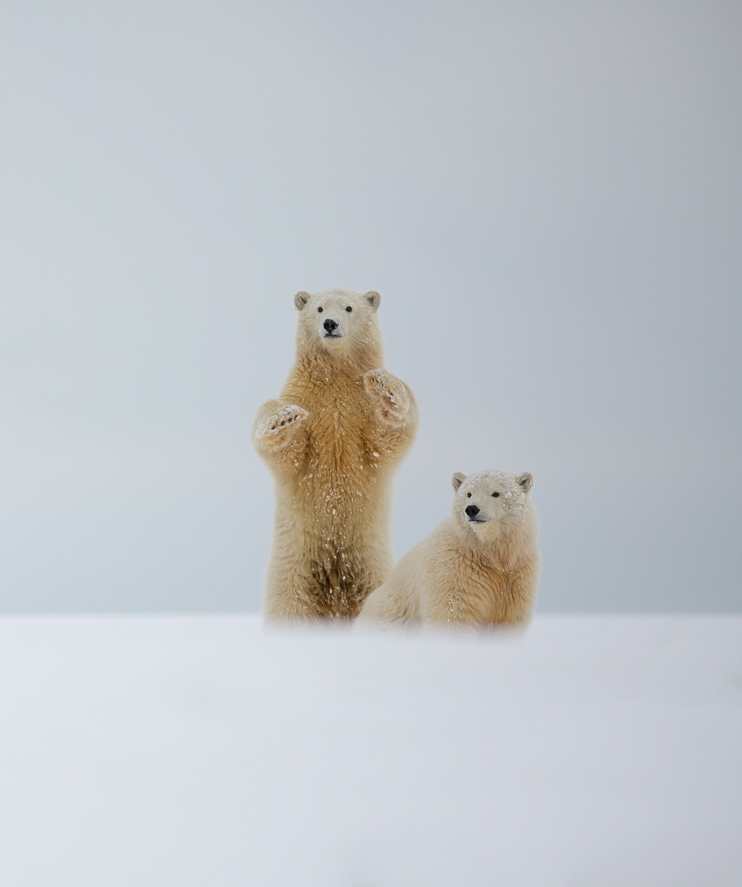 北极熊挥手,彷佛在跟摄影师打招呼.#动物趣图