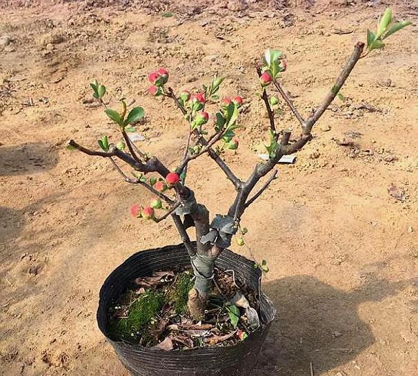 商品专题_海棠盆景 优质回答 在海棠花开后的时间可以对它进行修剪的