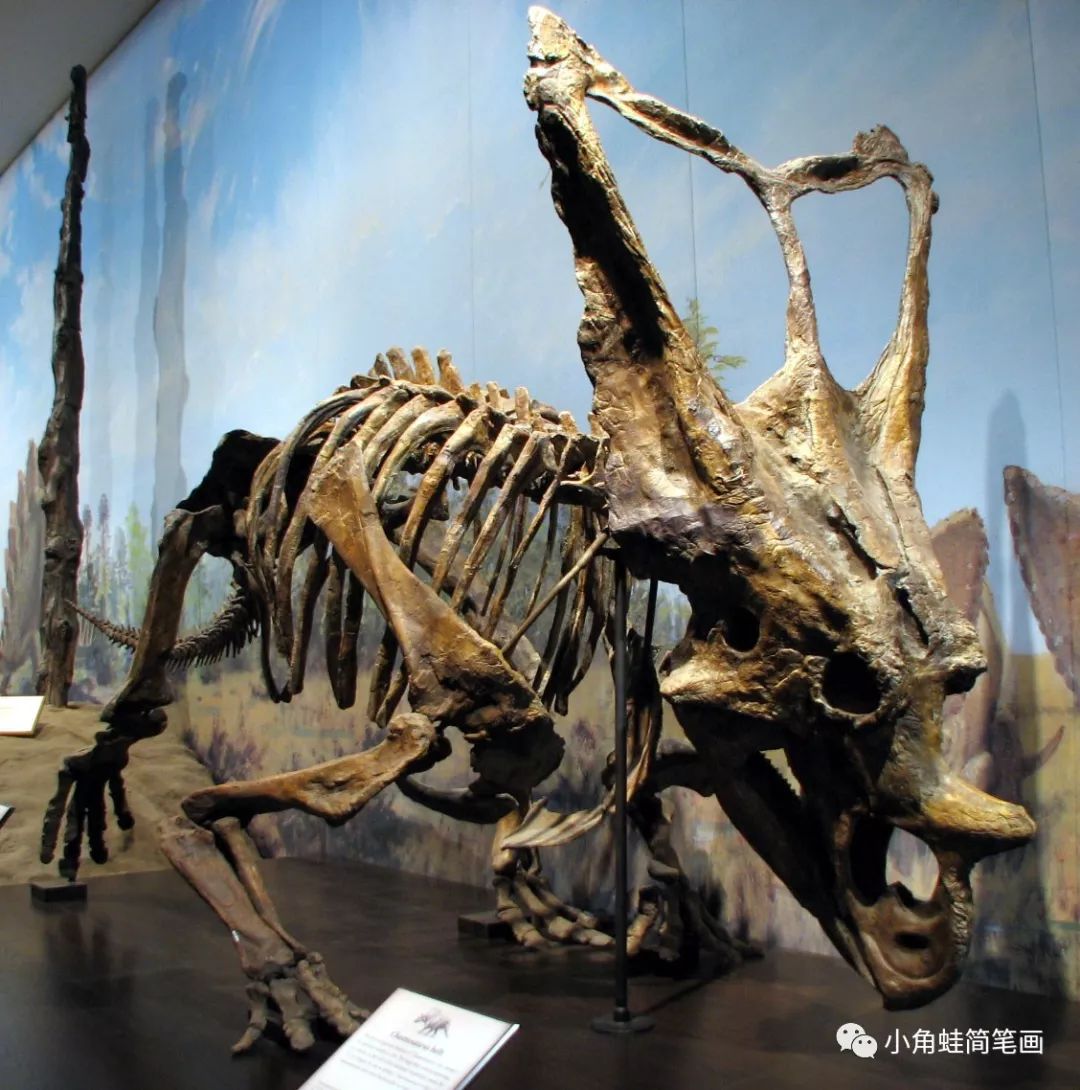 大鼻角龙化石图片