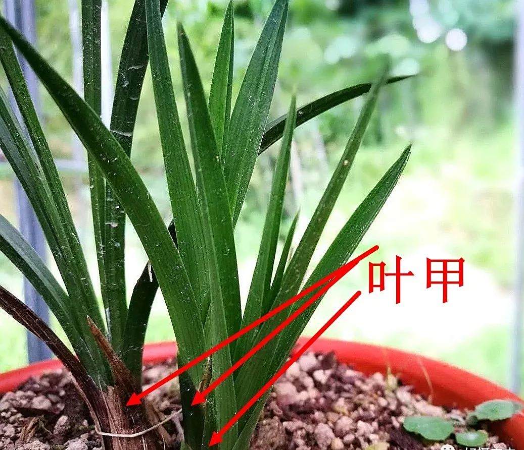 兰花新手扫盲图片,带你认识兰花的每一处,兰友:再也不怕认错了