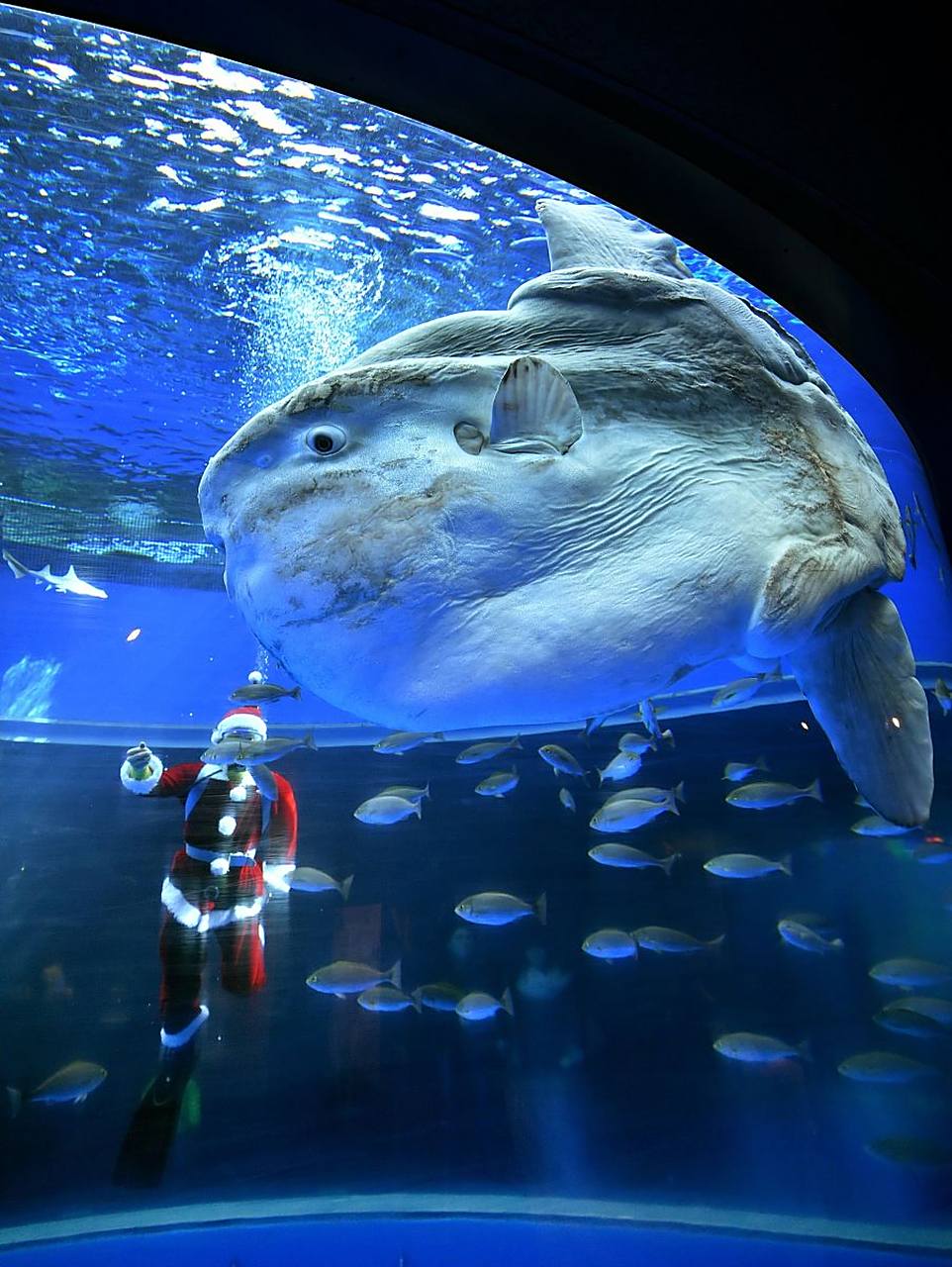 98 成都海昌极地海洋世界是一个神奇而令人兴奋的地方,让游客仿佛