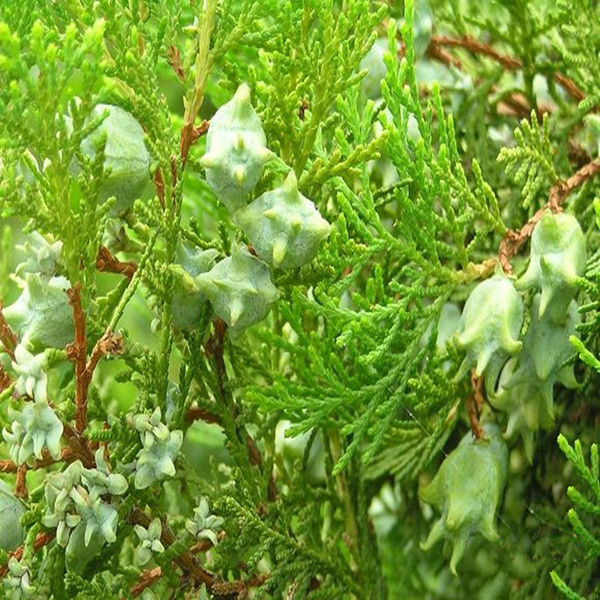 侧柏育苗 - 2020年最新商品信息聚合专区 - 百度爱采购