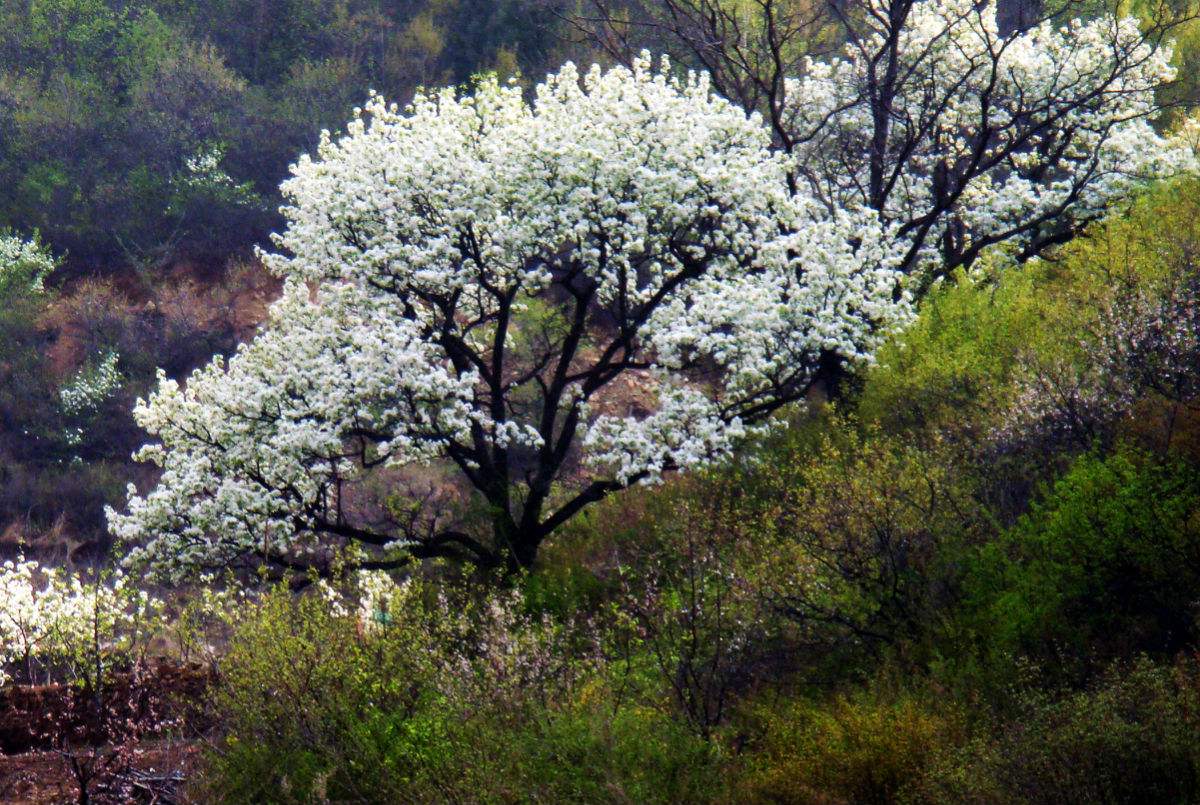 除了泰州千島菜花風景區,孟買印度門以外,這些遊客很