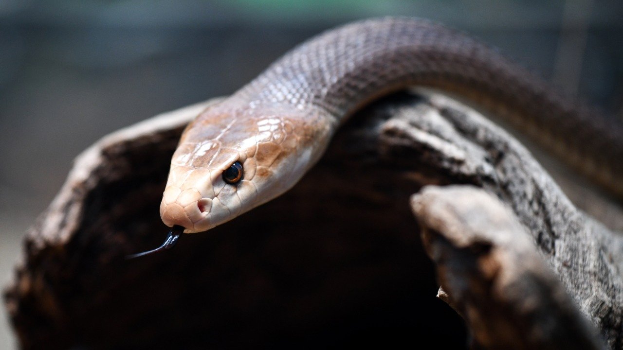 盘点世界上最致命动物,最致命的不是老虎和狮子,而是它