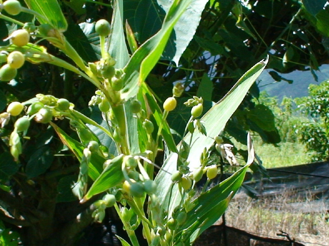 植物知识科普,小编带你了解薏苡属