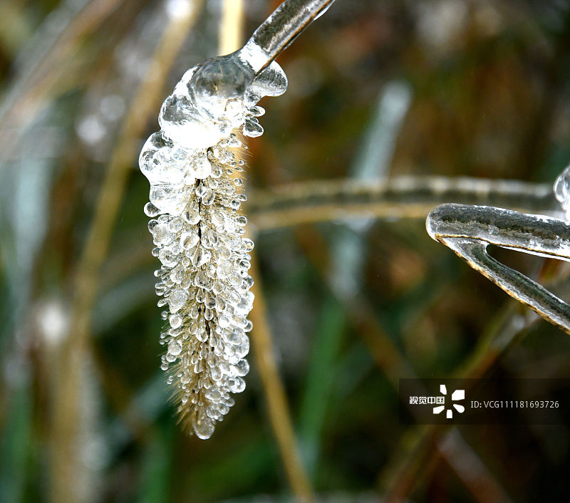 冰离子植物图片图片