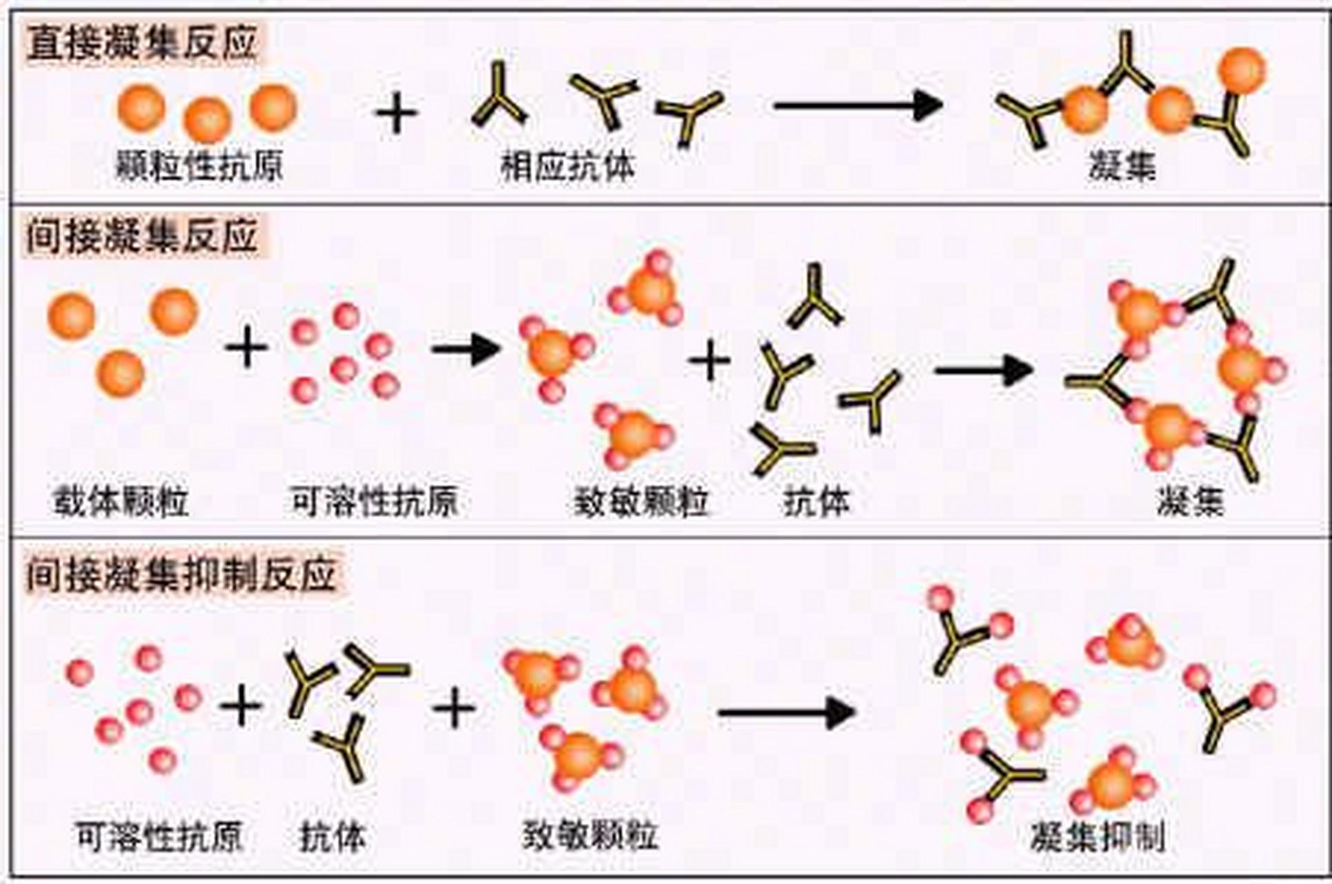 科普知识竞赛#间接抗人球蛋白试验是检查血清中是否存在游离的不完全