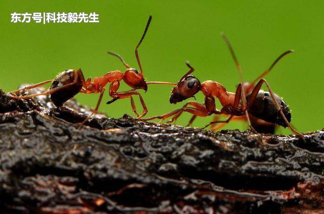 地下核掩体能拯救人类?看蚂蚁的变化就知道,根本不管用