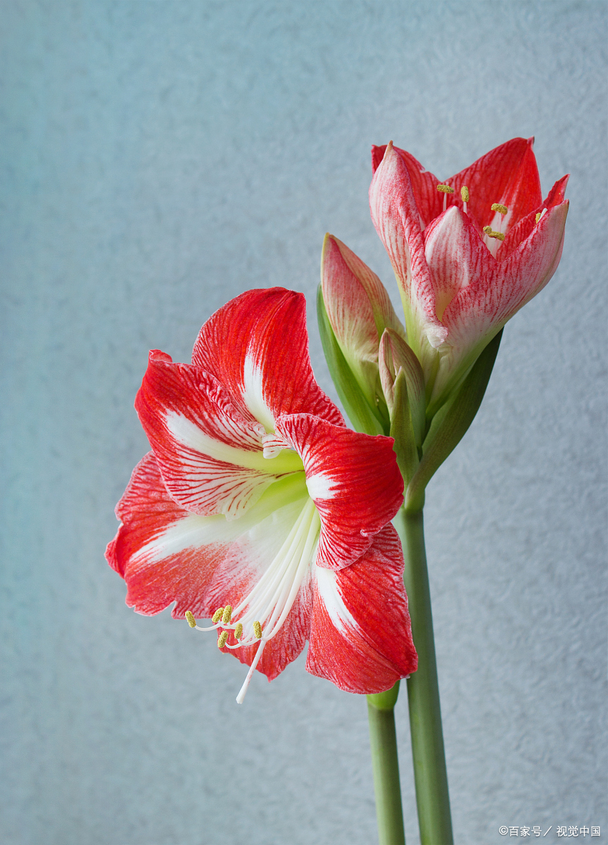 仙客来休眠后的养护