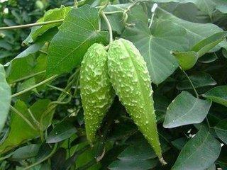 农村这种植物不仅可以止血,还被称为"草药之王",你认识吗?